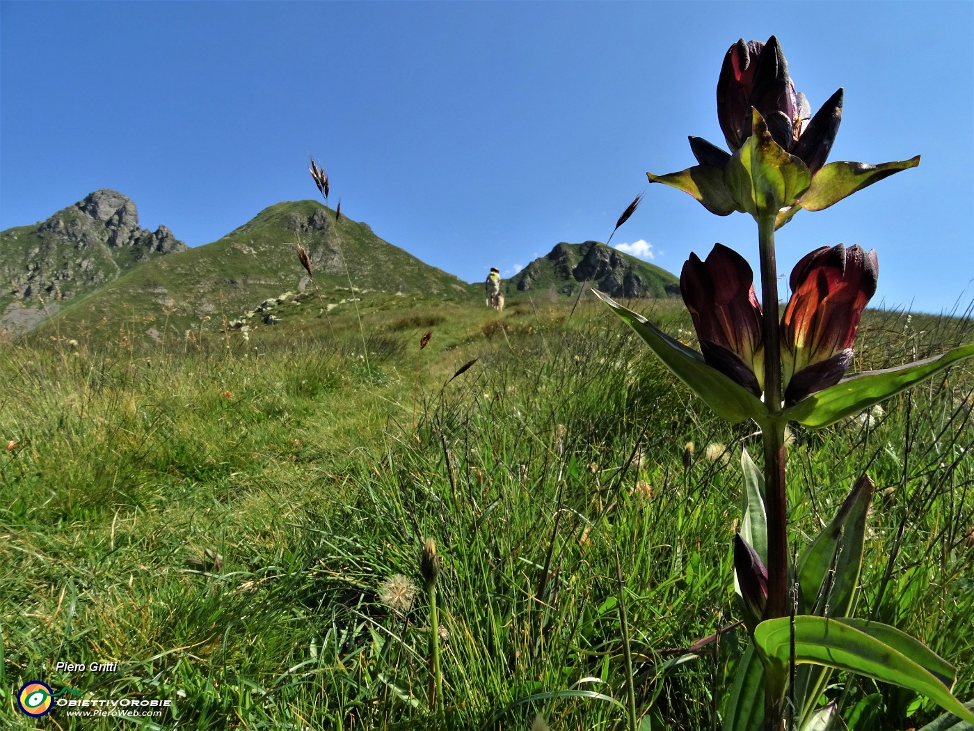 35 Genziana porporina ( Gentiana purpurea) con Erica posizionata in foto  alla Bocchetta del Triomen con Tribortoi a sx.JPG